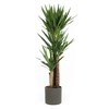 Yuka Bitkisi - Yucca Massengena 3 Gövde 140 CM